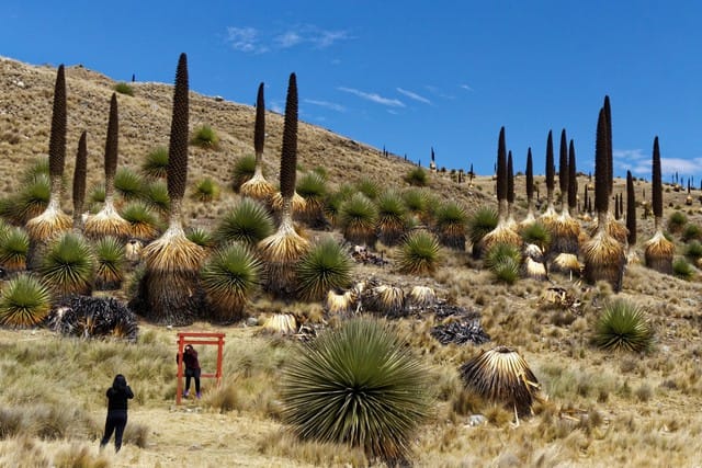 Puya Raimondii: Nữ hoàng dãy Andes, 100 năm mới nở hoa một lần! - Ảnh 5.