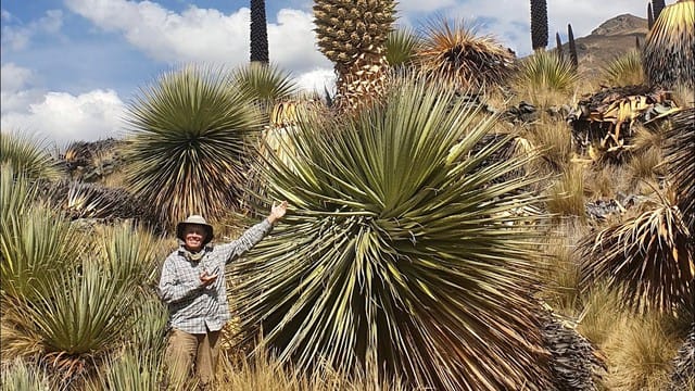 Puya Raimondii: Nữ hoàng dãy Andes, 100 năm mới nở hoa một lần! - Ảnh 2.